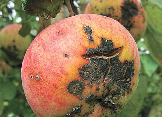 Чем обработать яблоню от парши осенью. как бороться с паршой