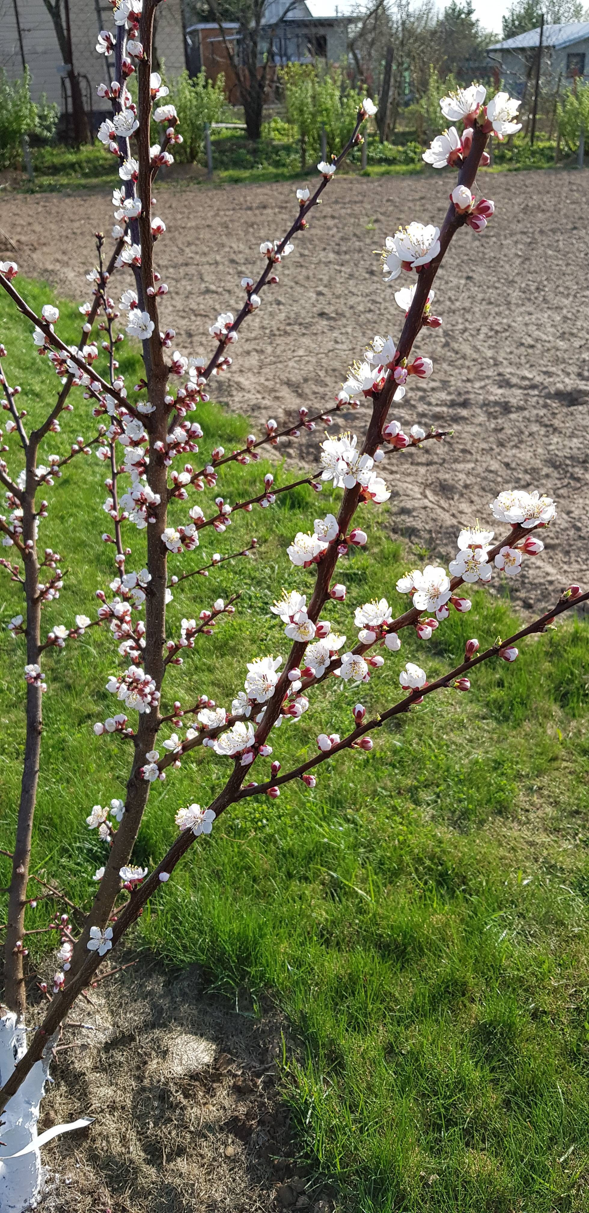 На какой год плодоносит абрикос после посадки: что делать, если дерево не цветет