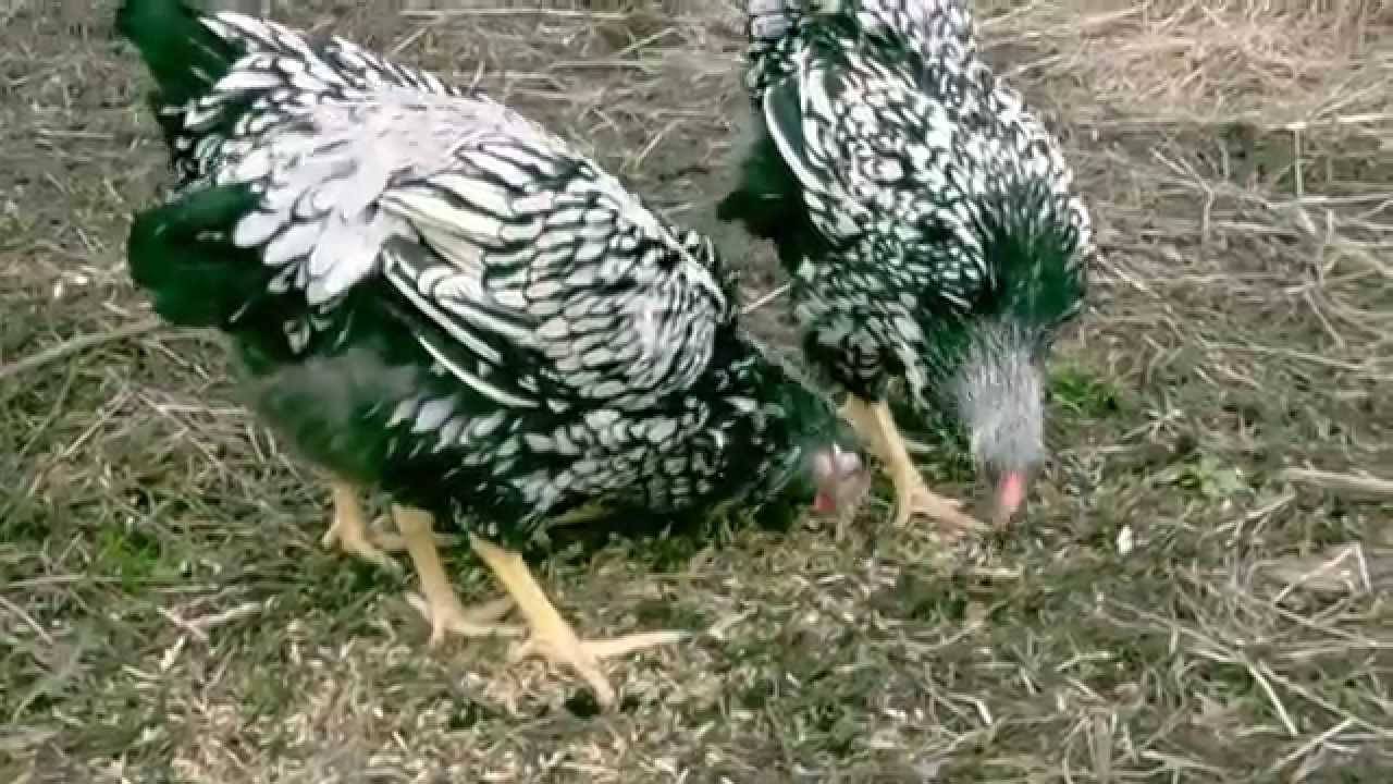 Виандот порода кур