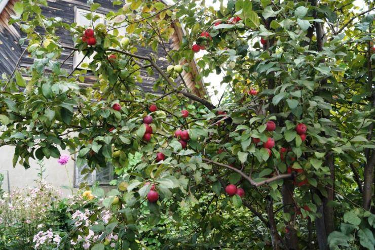 Изучаем ранние сорта яблонь