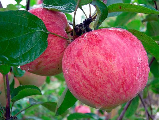 Белый налив и другие разновидности наливных яблок: советы по выращиванию