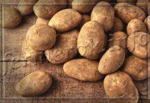 Сорт картофеля «киви»: характеристика, описание, урожайность, отзывы и фото
