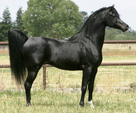 Арабская лошадь – история породы, характеристика, существующие типы и масти