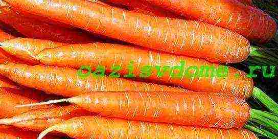 Семена моркови на туалетной бумаге