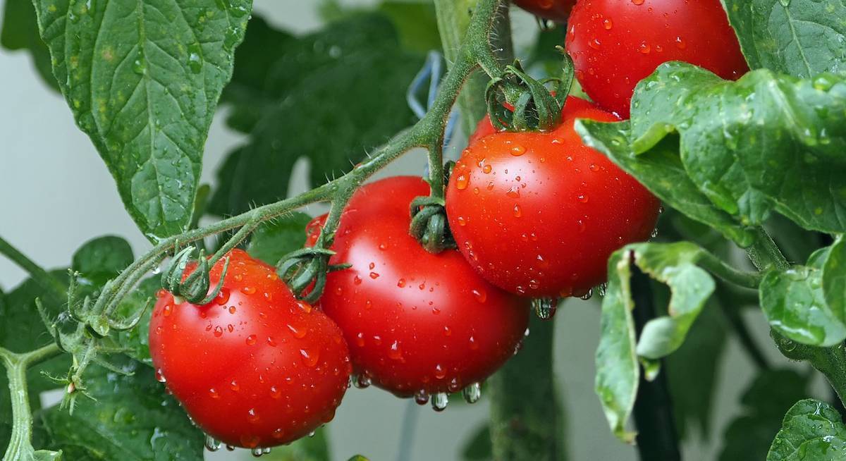 Подкормка рассады томатов и перца: эффективный способ