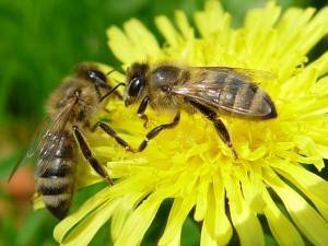 Лозеваль лекарство для пчел