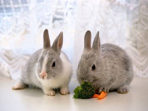 Конский щавель для кроликов: можно ли давать эту траву, как вводить растение в рацион и кормить им животных?