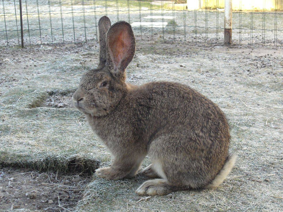 Кролик ризен: описание породы с фото, содержание, разведение, отзывы