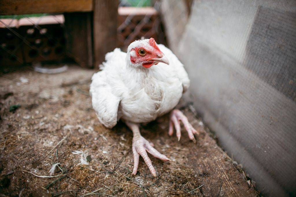 Бройлеры и цыплята садятся на ноги: почему и что делать (причина, лечение)