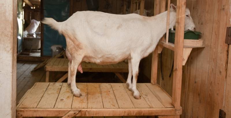 Козы (63 фото): особенности козоводства в домашних условиях. правила содержания и разведения животных. как ухаживать за выменем?
