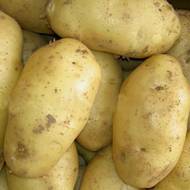 Сорт картофеля колетте: описание и характеристика, отзывы