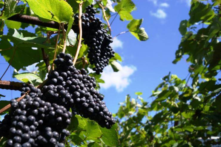 Виноград памяти домбковской: особенности сорта и 8 правил выращивания
