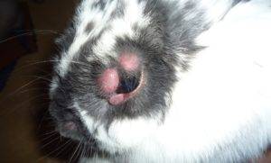 Болезни глаз у кроликов и их лечение