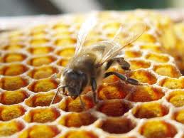 Подкормка пчел прошлогодним или старым медом