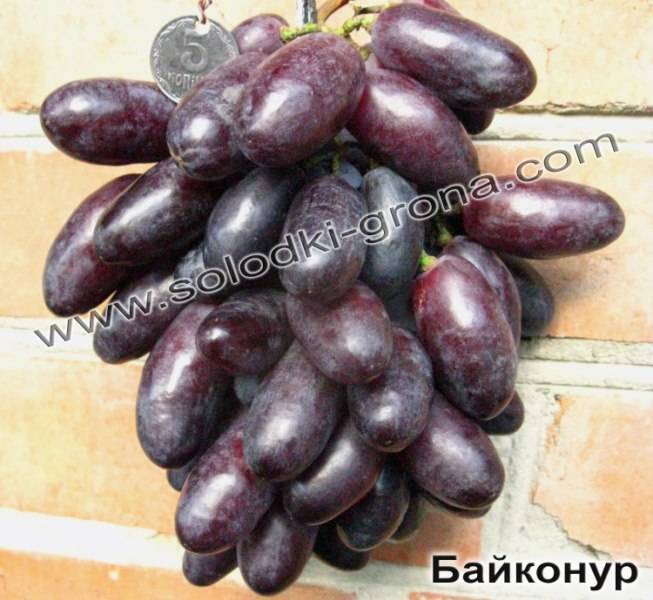 Описание сорта винограда Байконур: особенности и условия содержания