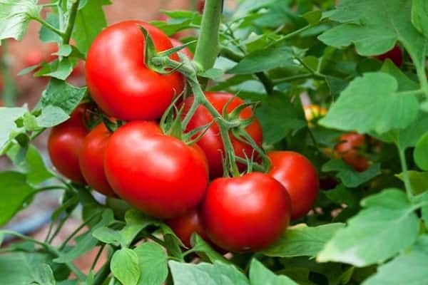 О томате Финиш: описание сорта, характеристики помидоров, посев