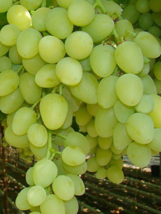 Аркадия – прекрасный морозоустойчивый сорт винограда