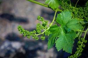 Дополнительное опыление винограда, зеленые операции - страница 3
