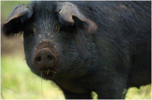 Сибирская северная порода свиней – описание и характеристики 2020