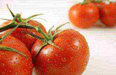 Сорт томата «сливка розовая»: описание, характеристика, посев на рассаду, подкормка, урожайность, фото, видео и самые распространенные болезни томатов