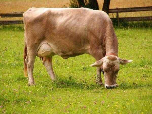 Какие плюсы и минусы имеет швицкая порода коров: характеристика
