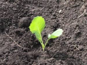 Полезные советы огородникам, как вырастить крупную и здоровую белокочанную капусту