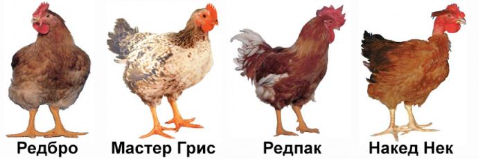 Описание кур породы мастер грей (17 фото): выращивание цыплят цветного бройлера, особенности ухода и кормления, отзывы владельцев