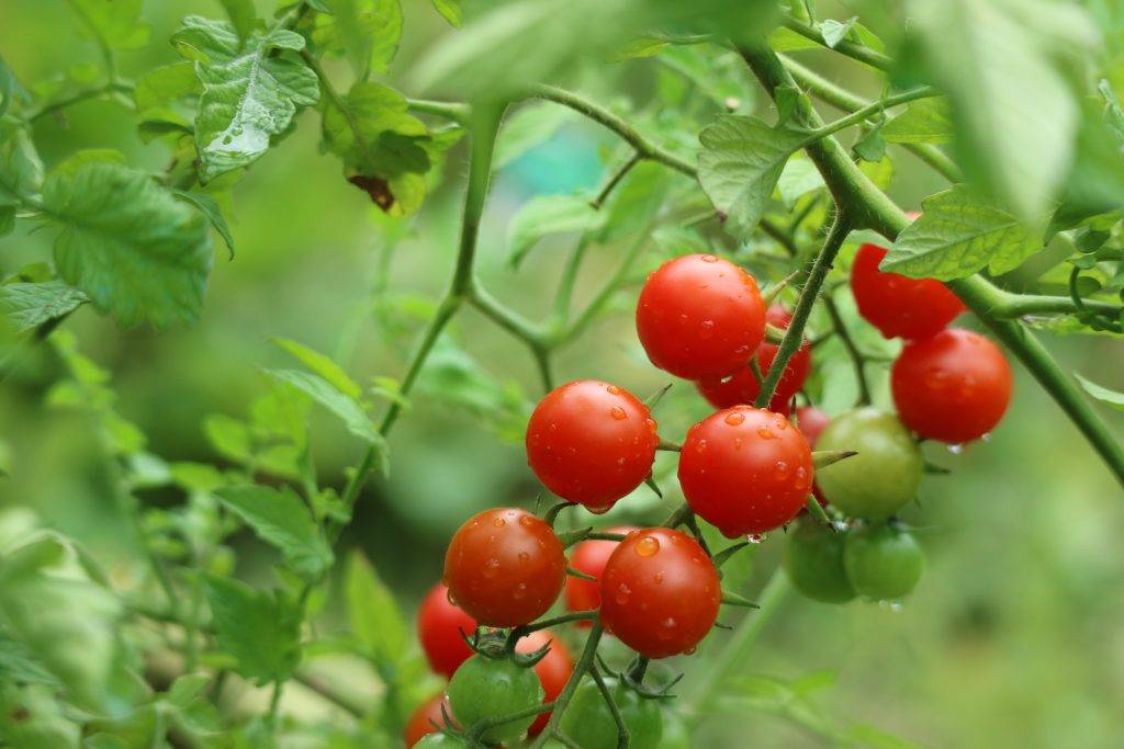 Томат f1 «спрут черри»: описание сорта и особенности выращивания необычного помидора