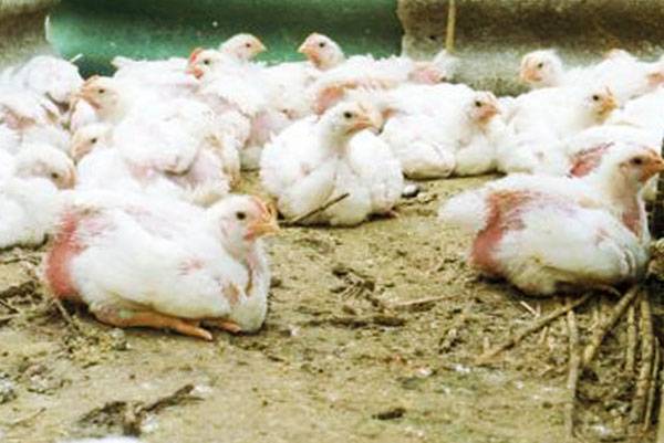 О лечении болезней цыплят: почему опускают крылья и дохнут, что делать