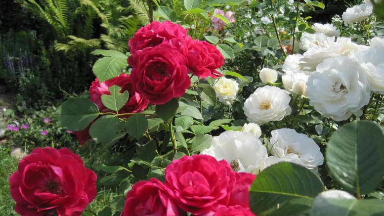Выращивание розы флорибунда, посадка и уход