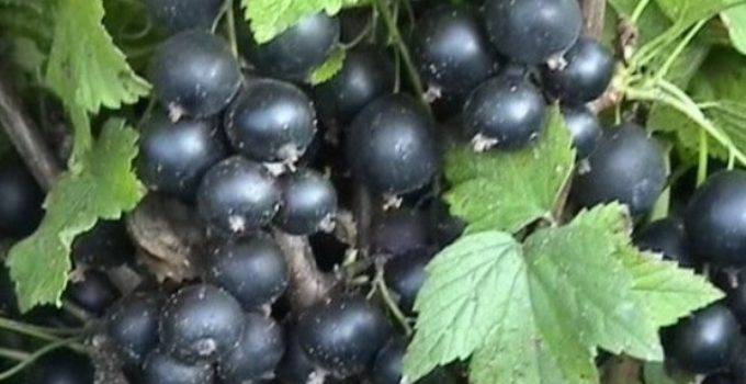 Черная смородина – «кладовая витаминов»: посадка и уход