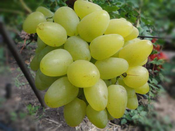 Виноград "гарольд": описание сорта, фото, характеристики, вредители