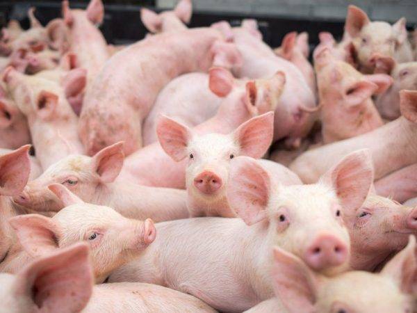 Порода свиней ландрас - особенности содержания в домашних условиях