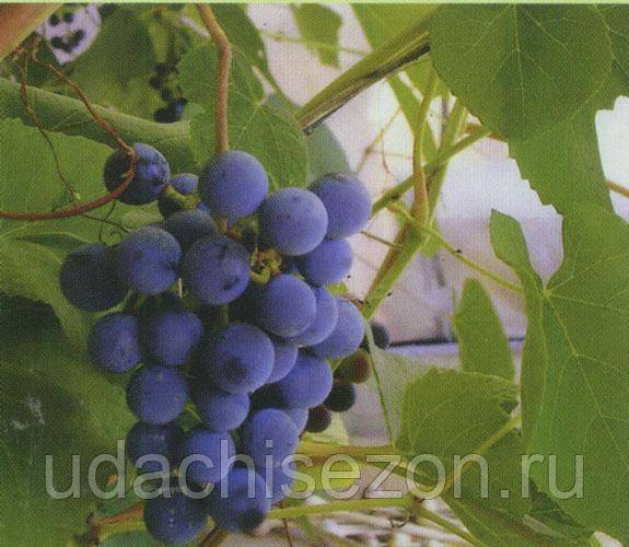Сорта винограда русский ранний и русский фиолетовый: братья, но не близнецы