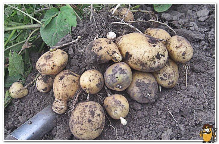 Описание сорта картофеля эволюшн