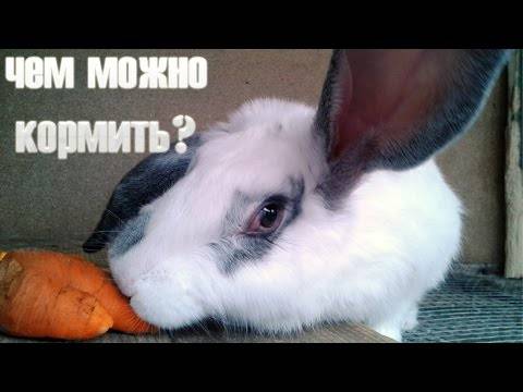 Чем кормить маленького крольчонка: кормление при крольчихе и после отсадки