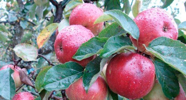 Яблони сорта  антей — подарок белоруссии