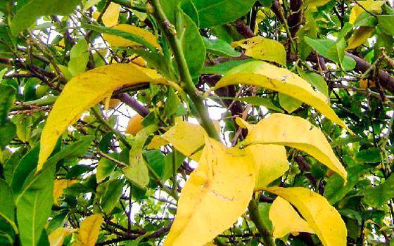 Листья сливы - желтеют листья у сливы – причины, что делать, если пожелтели листья, чем обработать сливу, профилактика, почему скручиваются листья у сливы, опасные заболевания и вредители