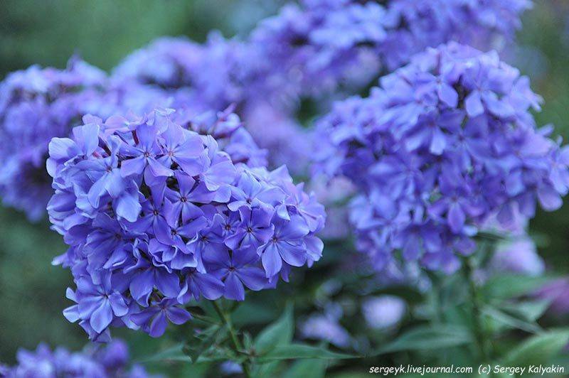 Виды и сорта эустомы (73 фото): описания фиолетовых махровых и синих, сиреневых цветов. «сапфир», «алиса» и другие сорта