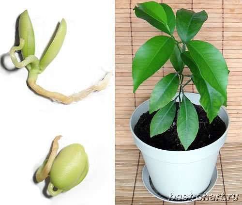 Как прорастить мандарин из косточки в домашних условиях: замачивание и посадка семени