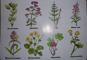 Все о травянистых растениях: как виды существуют, описание цветущих летом трав
