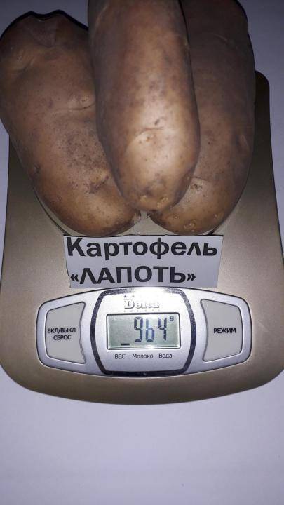 Описание отечественного сорта картофеля «метеор»: характеристика и фото