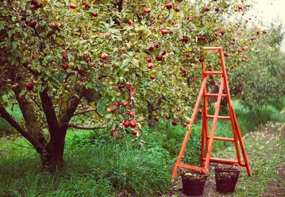 Колоновидная яблоня: особенности посадки саженцев и правила ухода