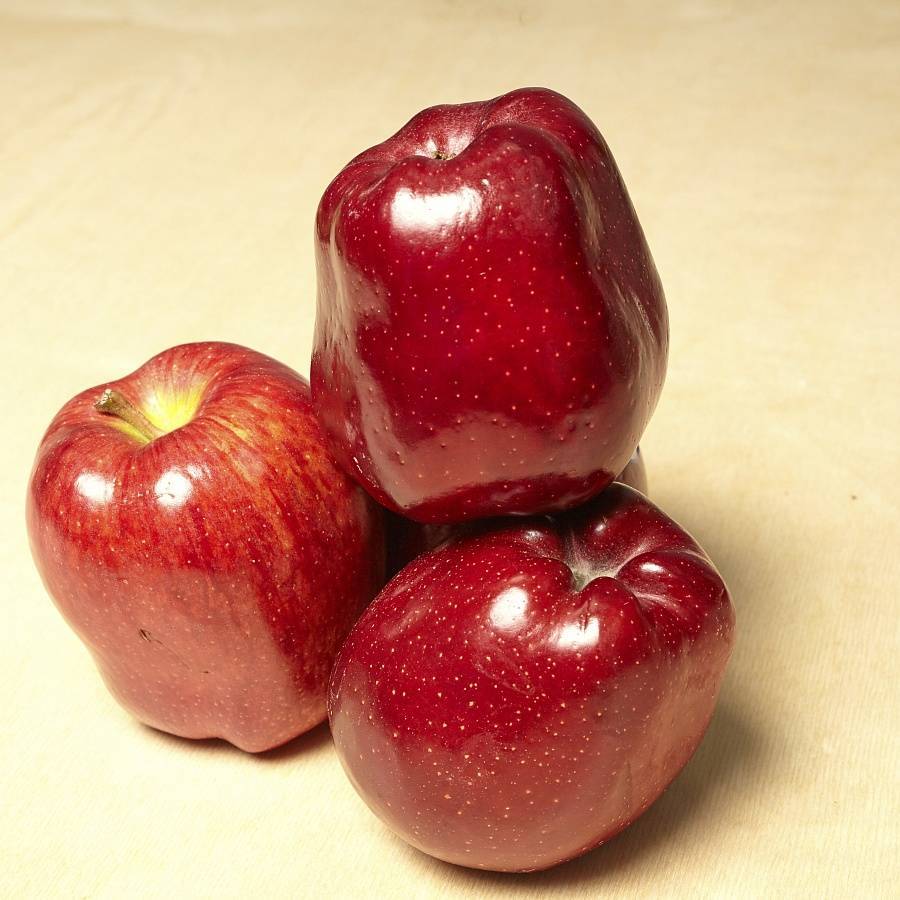 О яблоках Ред Делишес: описание и характеристики сорта, посадка и уход