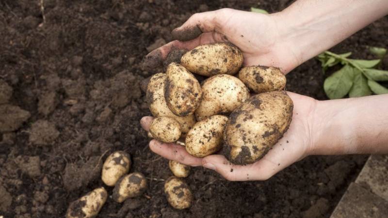 Сроки посадки картофеля