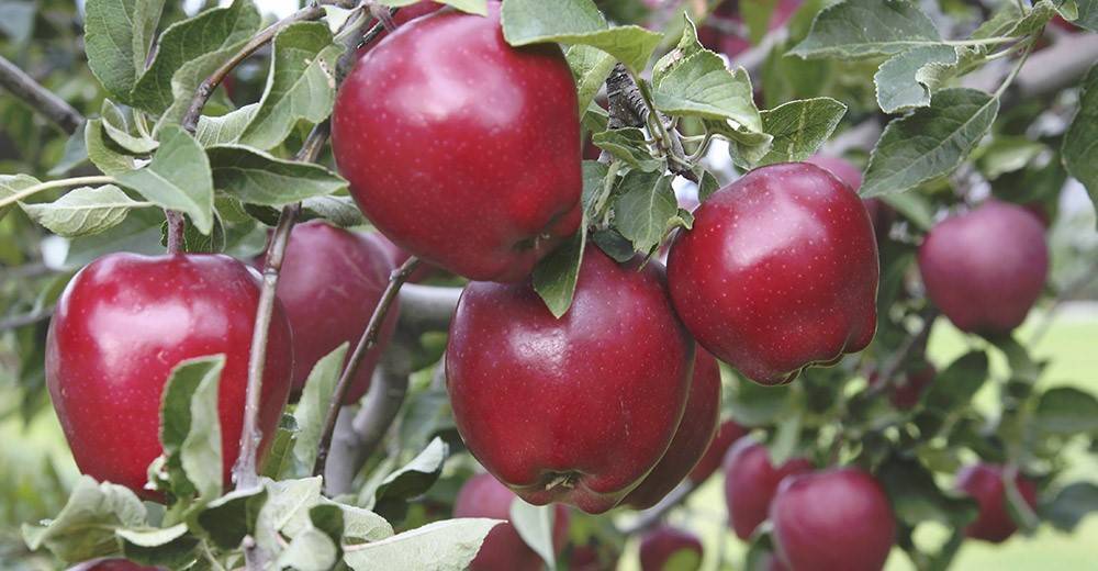 Сорт яблони ред чиф: особенности посадки и выращивания