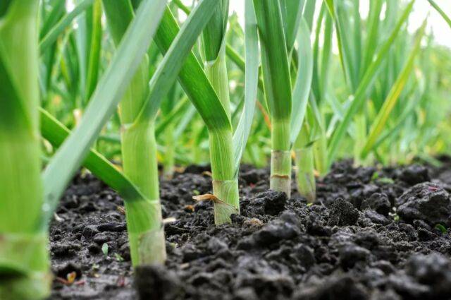 Сроки посадки и правила выращивания ярового чеснока