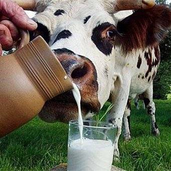 Почему горчит молоко (видео)