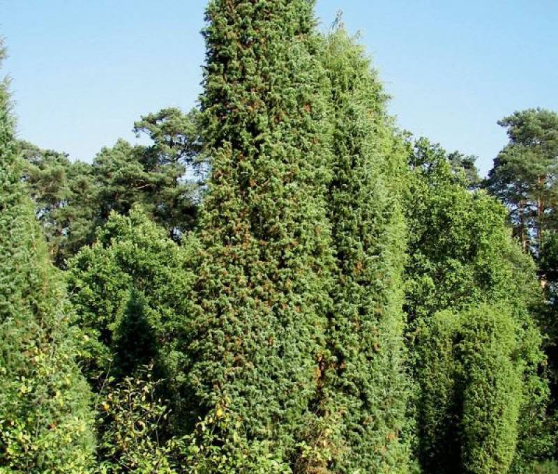 Можжевельник обыкновенный суецика (juniperus communis suecica)