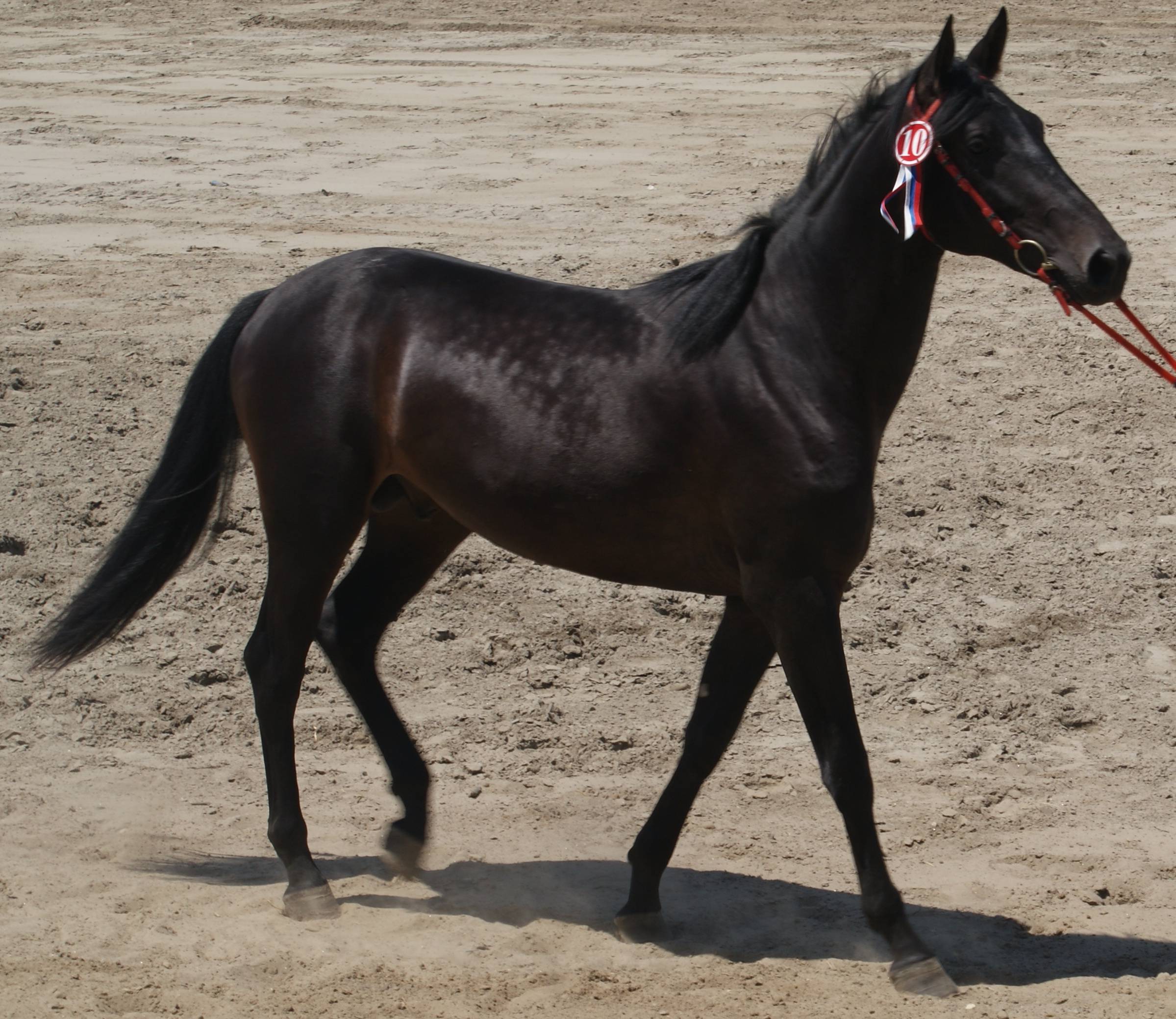 Лошади карачаевской породы: жеребец из Кавказа, описание, характеристики